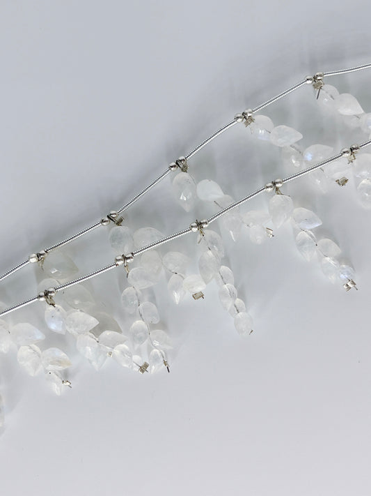 L-1 ホワイトラブラド (つぼみ)